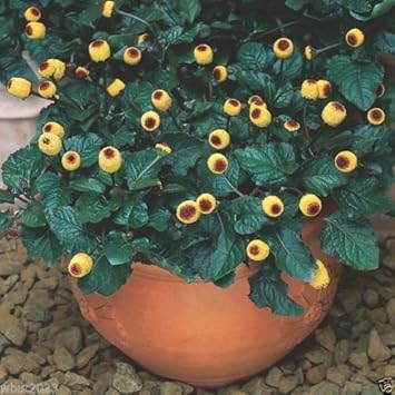 Yellow Acmella Oleracea Seeds for Planting – Organic, Heirloom, Non-GMO Flower Seeds