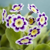 Purple Primrose Flower Seeds for Planting - 100 pcs