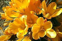 Non-GMO (Non-GMO scientific name) for planting in garden