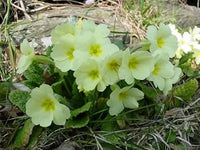 Green (Green scientific name) for planting in garden