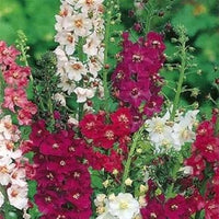 Mixed Verbascum Flower Seeds for Planting, 100 pcs