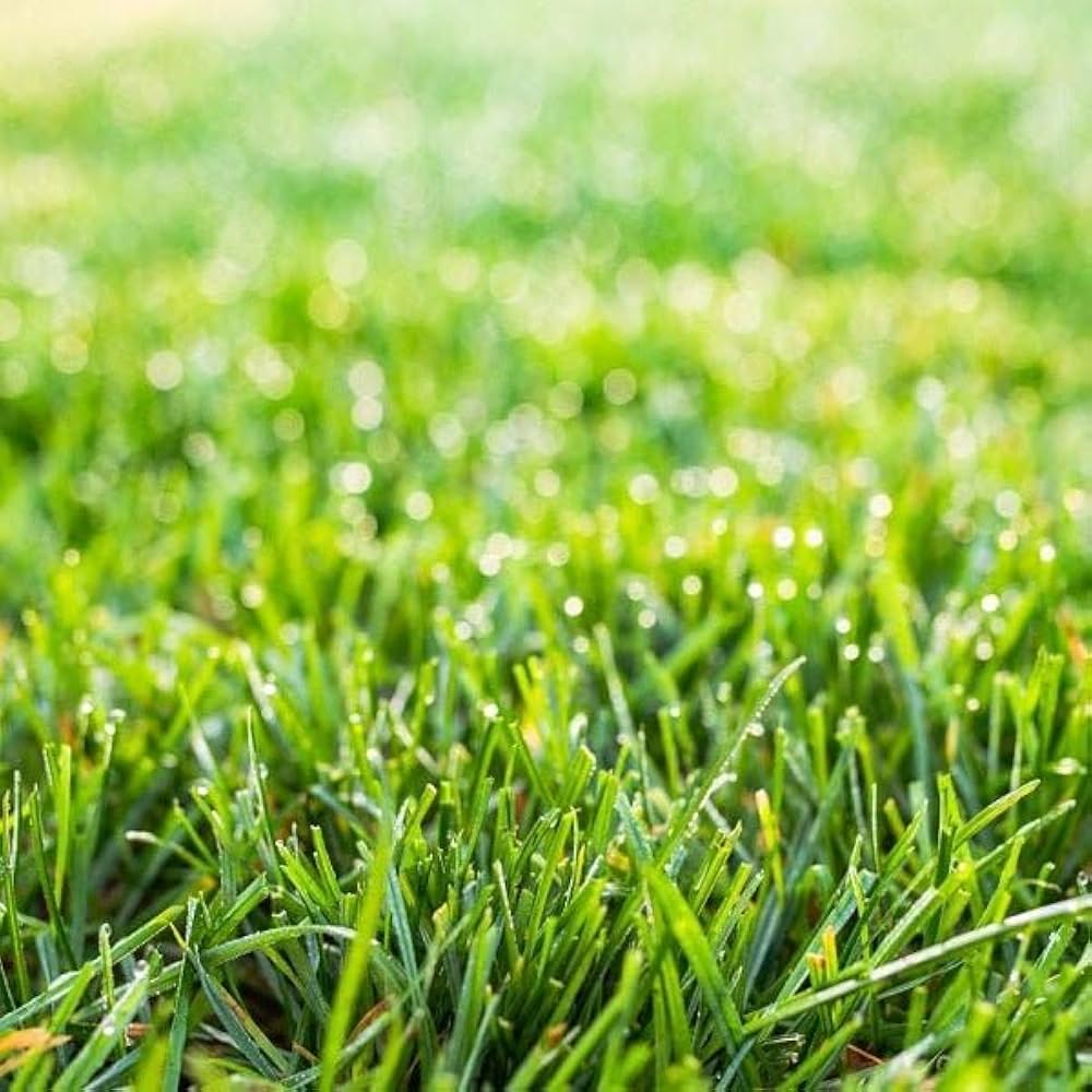 Close-up of green grass with dew drops on a blurred background