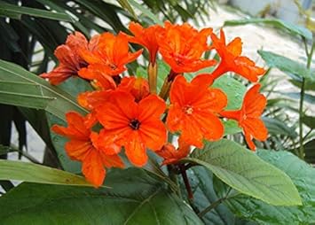 Orange Cordia Sebestena Flower Seeds for Planting - 100 pcs seeds for planting in home garden