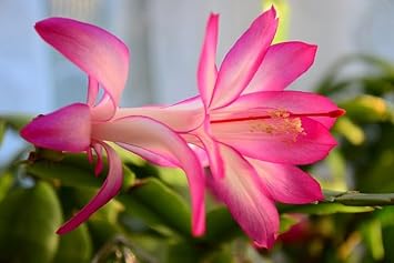 White Pink Zygocactus Flower Seeds for Planting - 100 pcs seeds for planting in home garden