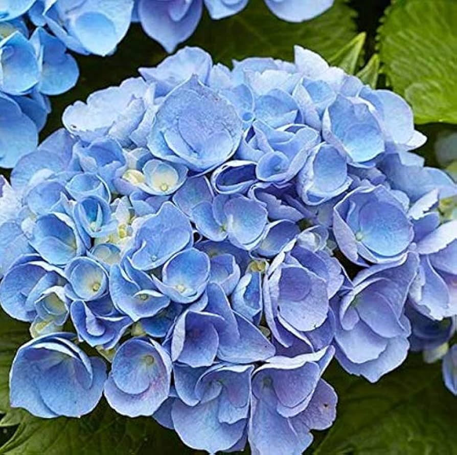 Heirloom Non-GMO Blue Climbing Geranium Flower Seeds for Planting â€“ Vibrant Vining Garden Blooms for planting in home garden