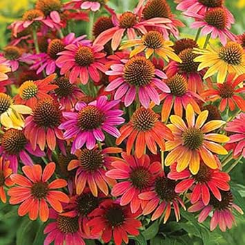 Green Coneflower Seeds – Heirloom Non-GMO Flower Seeds for Pollinator-Friendly Garden Planting
