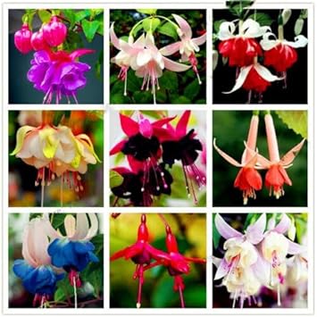 100 Pcs