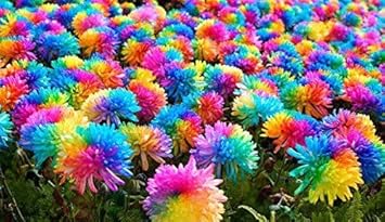 100 Pcs