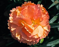 Light Orange Carnation Flower Seeds for Garden and Balcony Planting