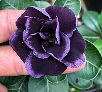 Organic Heirloom Non-GMO Dark Purple Adenium Obesum Seeds for Planting – Desert Rose