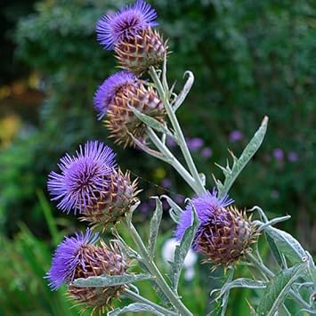 Cynara Flower Seeds Heirloom Non GMO Planting - 100 pcs