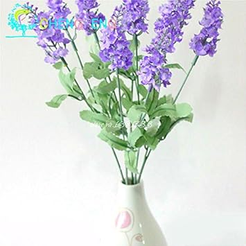 Organic Purple Hoary Stock Flower Seeds for Planting – Heirloom, Non-GMO