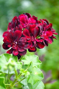 Burgundy Blooms Geranium Heirloom Non-GMO Seeds for Planting