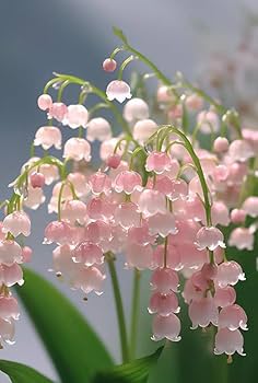 Pink Lily of the Valley flower Seeds for Planting - Non-GMO and Heirloom garden seeds