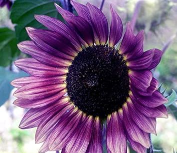 Violet Sunflower Perennial Flower Seeds for planting in home garden