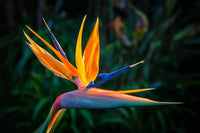 Orange Bird of Paradise Flower Seeds for Planting â€“ Non-GMO Heirloom Seeds for planting in home garden