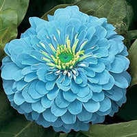Sky Blue Zinnia Flower Seeds for Planting â€“ Vibrant Blooms, Non-GMO, Heirloom Flower Seeds for planting in home garden