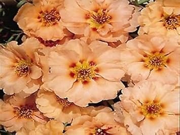 100 Pcs