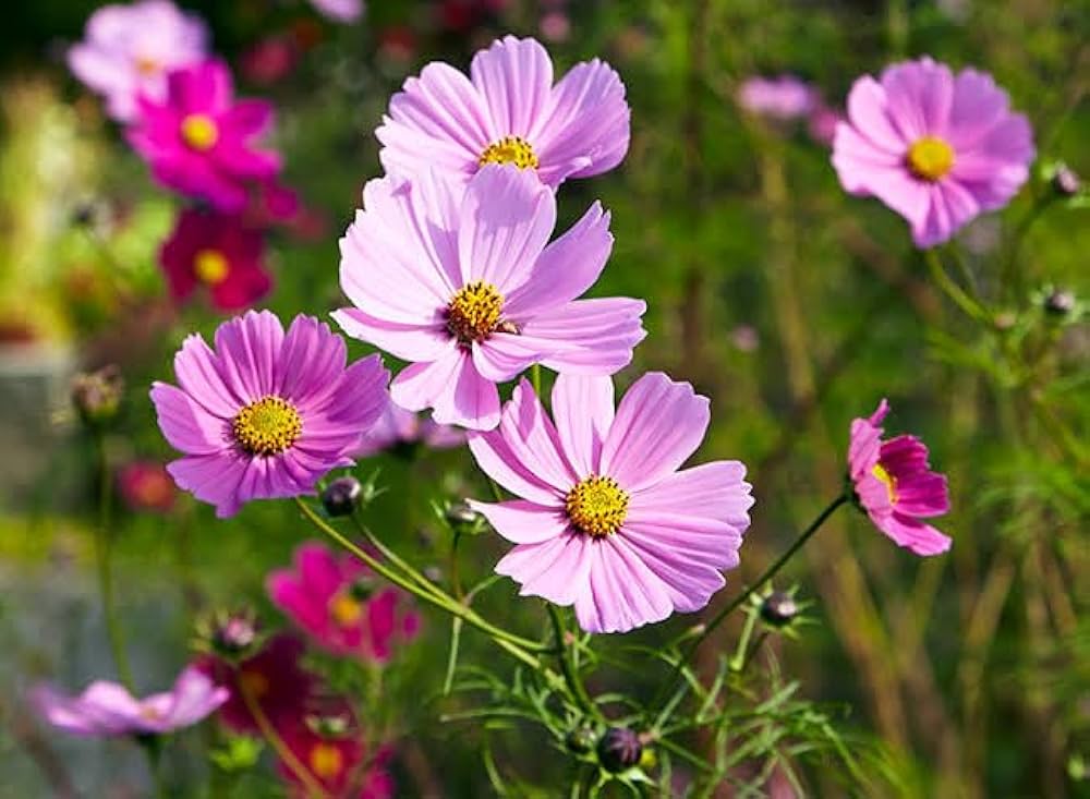 Heirloom Bicolor Cosmos Peppermint Twist Flower Seeds for Planting – Vibrant Garden Blooms
