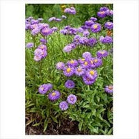 Purple Erigeron Speciosus Flower Seeds for Planting, 100 pcs