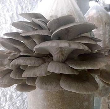 Grey Mushroom Agaricus bisporus for planting in home garden