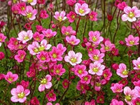Heirloom Saxifrage Rose Plant Seeds â€“ Non-GMO Garden Seeds for Planting, Ideal for Your Garden for planting in home garden