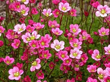 Heirloom Saxifrage Rose Plant Seeds â€“ Non-GMO Garden Seeds for Planting, Ideal for Your Garden for planting in home garden