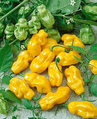 Yellow Pepper Vegetable Seeds for Planting heirloom & Non-GMO Seeds