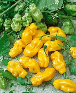 Yellow Pepper Vegetable Seeds for Planting heirloom & Non-GMO Seeds