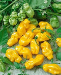 Yellow Chili Vegetable Seeds for Planting heirloom & Non-GMO Seeds