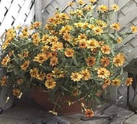 Yellow Profusion Flower Seeds for Planting - 100 pcs