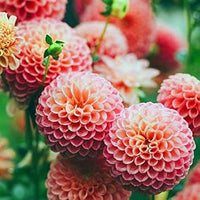 Echinops Orange Pink Seeds for Planting – Organic, Heirloom, Non-GMO Garden Seeds
