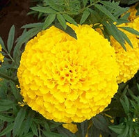 Organic Yellow Marigold Flower Seeds for Planting – Heirloom, Non-GMO, Fresh Garden Seeds