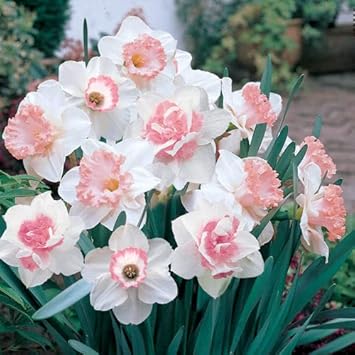 Baby Pink White Daffodil Flower Seeds for Planting – Non-GMO, Heirloom Quality