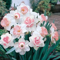Baby Pink White Daffodil Flower Seeds for Planting – Non-GMO, Heirloom Quality
