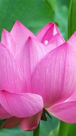 Pink Sacred Lotus Seeds (Nelumbo Nucifera) for Planting â€“ Heirloom, Non-GMO
