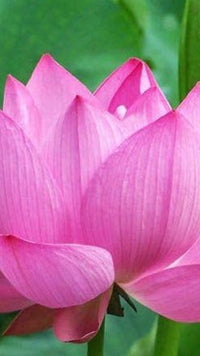 Pink Sacred Lotus Seeds (Nelumbo Nucifera) for Planting â€“ Heirloom, Non-GMO