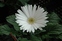 White Gerbera Vanilla Flower Seeds – Heirloom, Non-GMO Flower Seeds for Planting