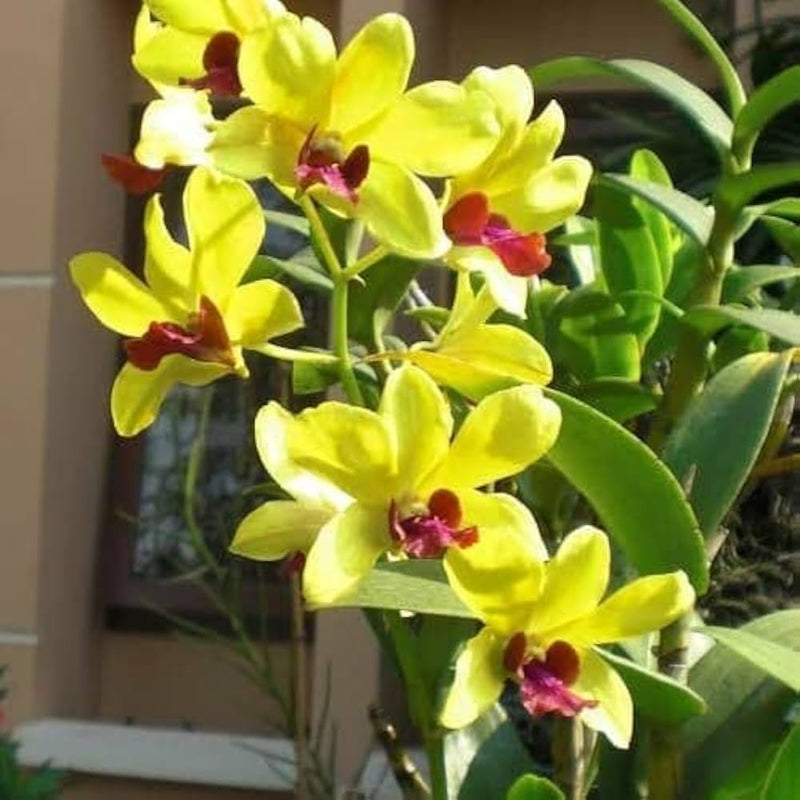 Light Yellow Dendrobium Flower Seeds for Planting, 100 pcs seeds for planting in home garden