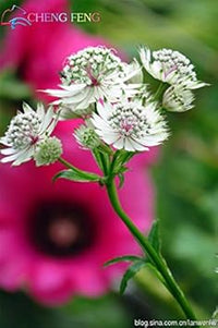 Organic White Astrantia Flower Seeds for Planting – Heirloom, Non-GMO