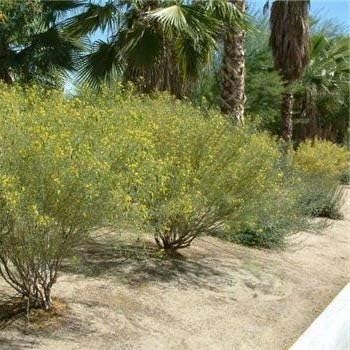 Yellow Cassia Flower Seeds for Planting, 100 pcs