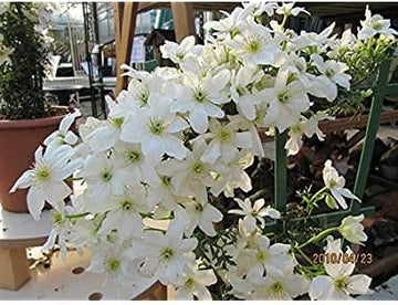 Heirloom Non-GMO White Clematis Flower Seeds for Planting ƒ?? Climbing Vine Blooms for Trellises for planting in your garden.