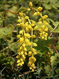 Yellow Chiastophyllum Flower Seeds for Planting - 100 pcs seeds for planting in home garden