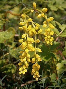 Yellow Chiastophyllum Flower Seeds for Planting - 100 pcs seeds for planting in home garden