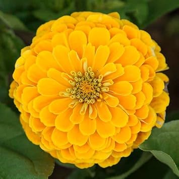Yellow Zinnia Elegans Flower Seeds for Planting ƒ?? Bright, Non-GMO, Heirloom Garden Seeds