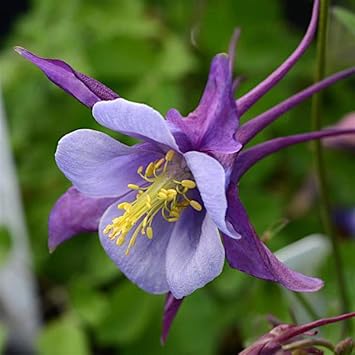 Columbines Purple Flower Seeds for Planting for planting in home garden