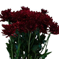 Maroon Red Chrysanthemum Flower Seeds â€“ Heirloom Non-GMO Blooms for Elegant Autumn Gardens