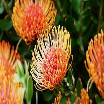 Orange Protea Flower Seeds for Planting - 100 pcs