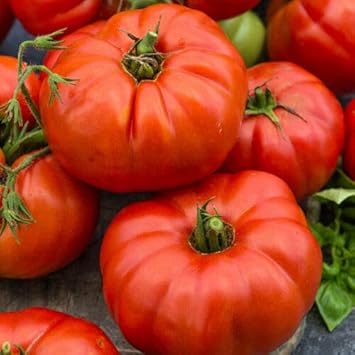 Giant Tomato Seeds for Planting, Red, 100 Pcs pcs