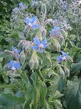 Borage Blue Flower Seeds for Planting – Organic, Heirloom, Non-GMO Seeds